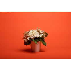 SUPERIOR FONDO 39 Bright Orange 2.75X11